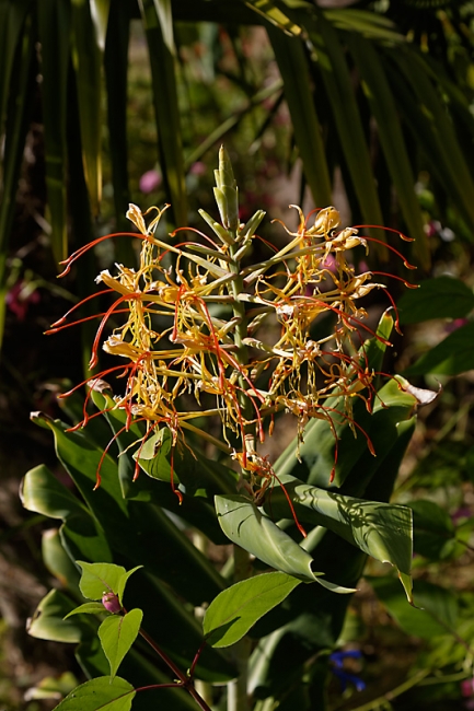 JAT (Jardin d'Agronomie Tropicale)-032